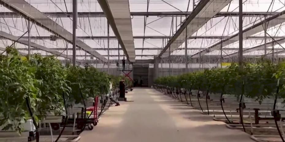 Çaycuma Sera OTB üretime başladı