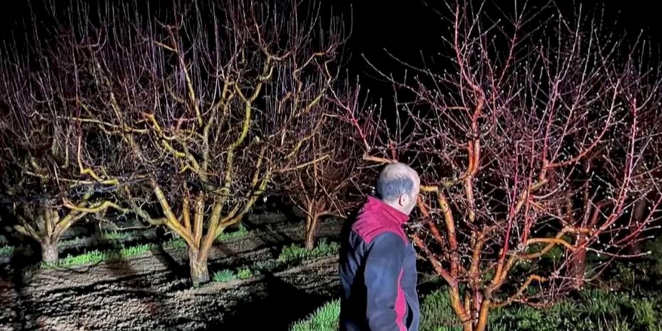 Zirai don alarmı! Ekipler sahada