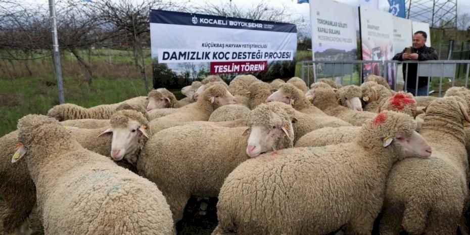 Kocaeli Büyükşehir’den hayvancılığa damızlık koç desteği