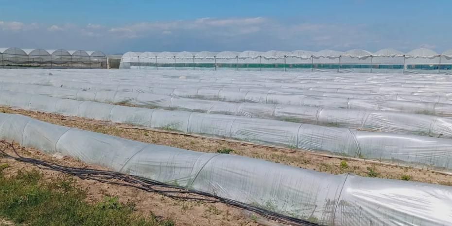 Mersin'de 'marul tarlada kaldı' iddiasına yalanlama