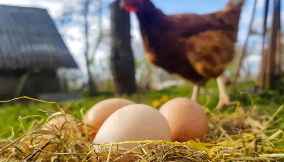 Tavuk eti ve yumurta üretiminde düşüş