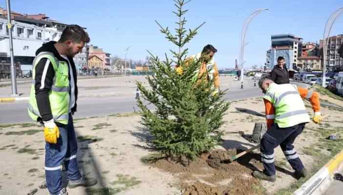 Zonguldak’ta yeşil alanlar batı ladini fidanlarıyla güçleniyor