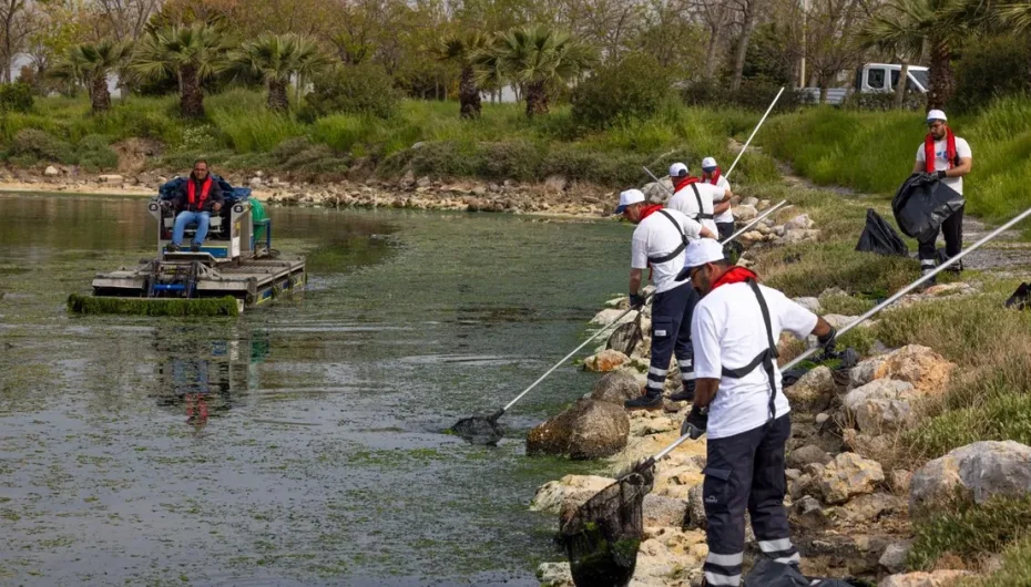 Çakalburnu Lagünü’nden Körfez’e yayılan yosunlara yoğun müdahale