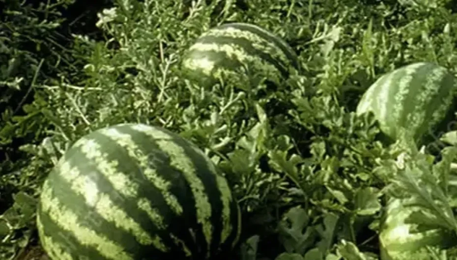 Tarım ÜFE’de yıllık artış yüzde 36,09’a ulaştı