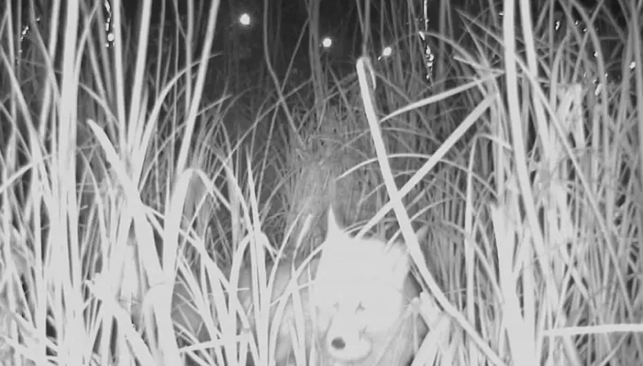 Ordu Durugöl Kurtuluş Tabiat Parkı’nda tilki yumurtaların peşinde