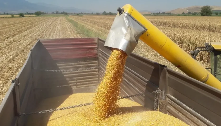 Mısır ithalatına 3 milyon tonluk tarife kontenjanı