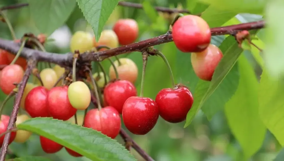 Bu yıl kiraza doyacağız