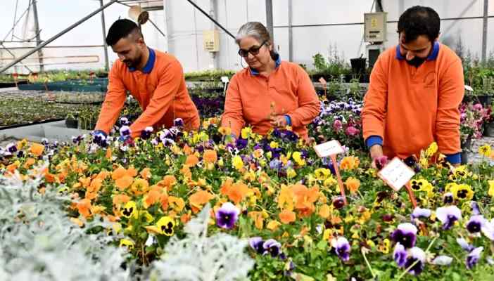 Antalya Muratpaşa'da 130 bin dal çiçek yetiştiriliyor