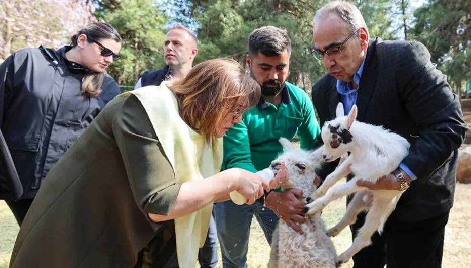 Türkiye'de doğan ilk bebek zürafa ziyaretçilerle buluştu