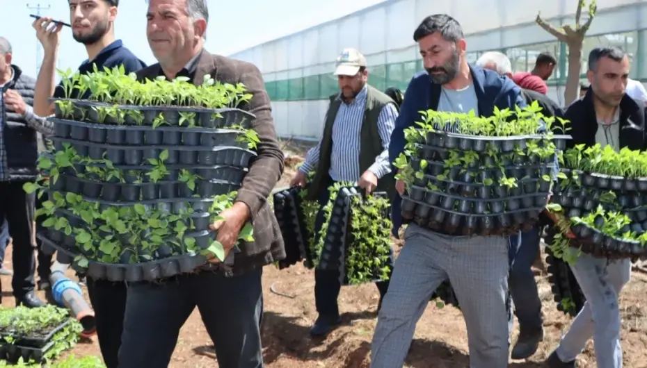 Çiftçiye 1 milyon fide desteği