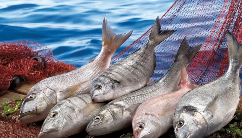 Su ürünleri ilk çeyrekte ihracatını yüzde 24 artırdı... Levrek liderliğini sürdürdü