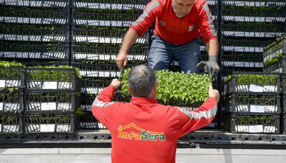 Ankara Büyükşehir’den çiftçilere 624 bin fide desteği