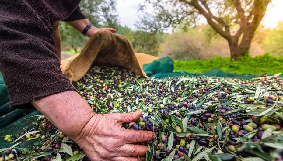 İzmir’de Uluslararası Zeytin Zirvesi... 13 ülkeden uzmanlar buluşuyor