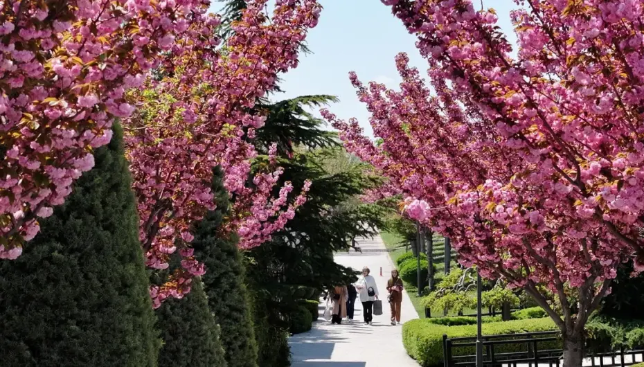 Bu manzara için Japonya'ya gitmenize gerek yok! Konya'da Sakura mevsimi başladı