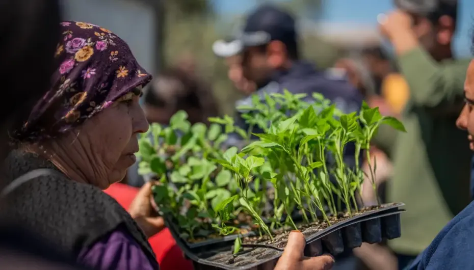 Muğla Milas'tan üreticilere fide desteği