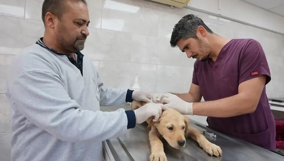 Denizli'de sokak hayvanlarına kalıcı çözüm hamlesi
