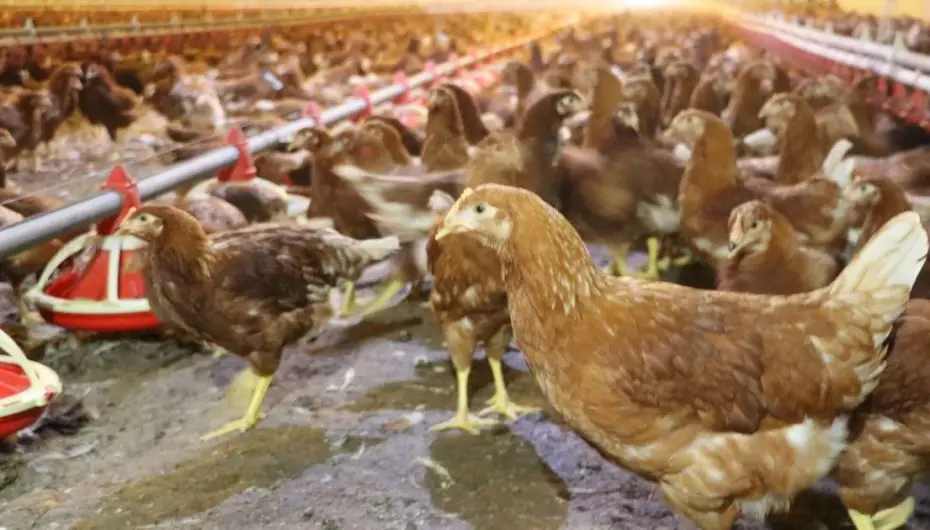 Kümes hayvancılığında artış! Yaklaşık 2 milyar adet yumurta üretildi