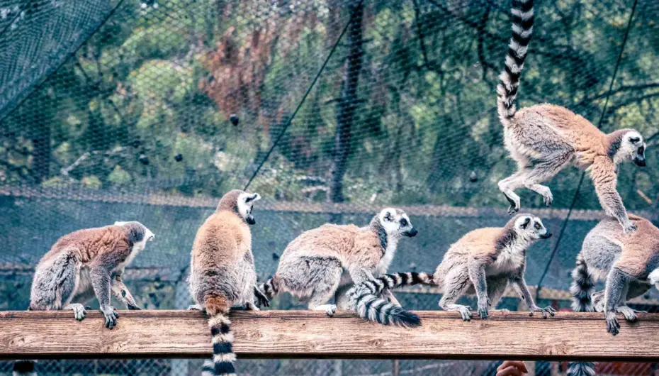 Lemur ailesinin yeni üyesi sevimli “Zabumafu” oldu