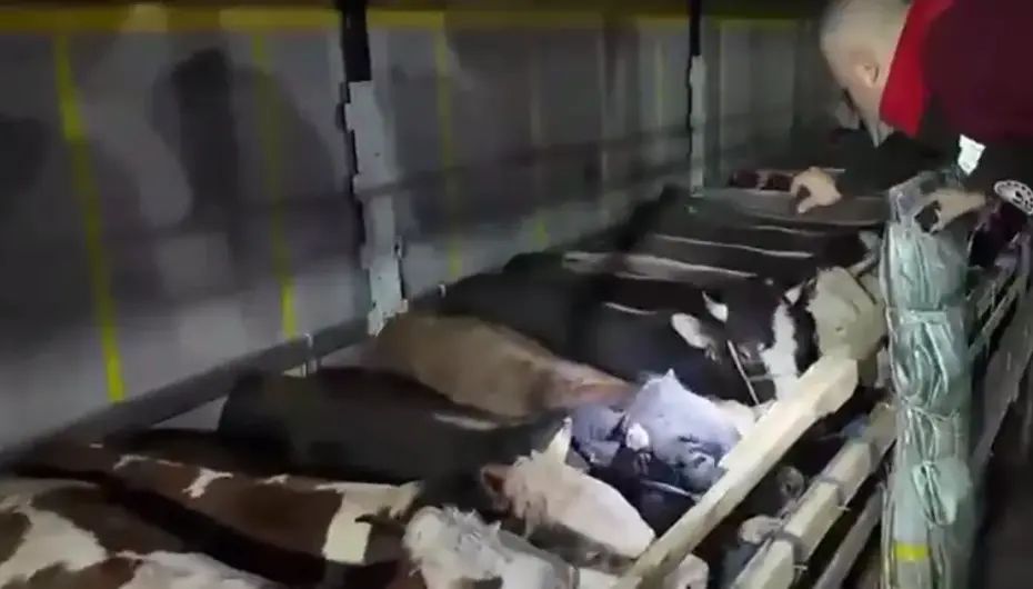 Kurban Bayramı öncesi canlı hayvan kontrolüne sıkı denetim