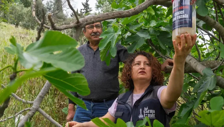 İncirde kalite kaybına karşı İzmir'de doğal mücadele