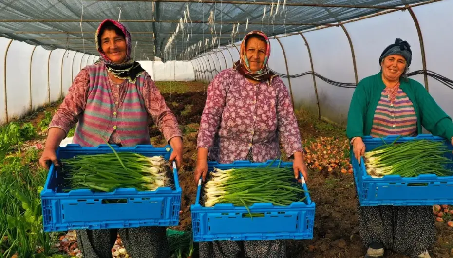Kocaeli’de seracılık, Büyükşehir’le yaygınlaşıyor