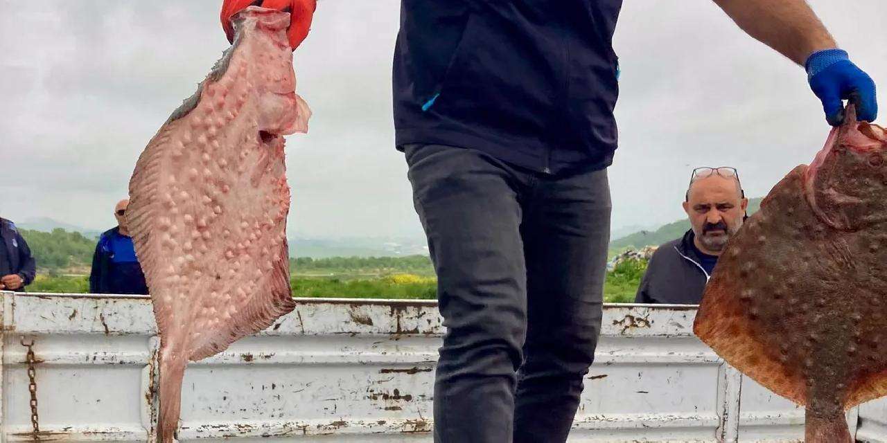 Karadeniz’de yasa dışı avcılığa geçit yok! 500 kilogram kalkan ele geçirildi
