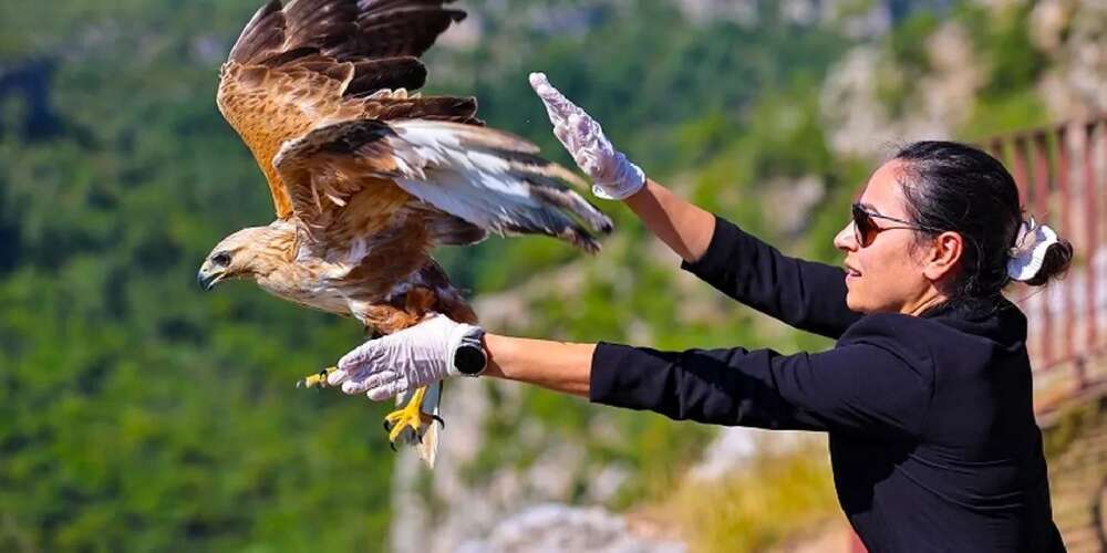 Kızıl şahin yeniden kanatlandı ve özgürlüğe uçtu!