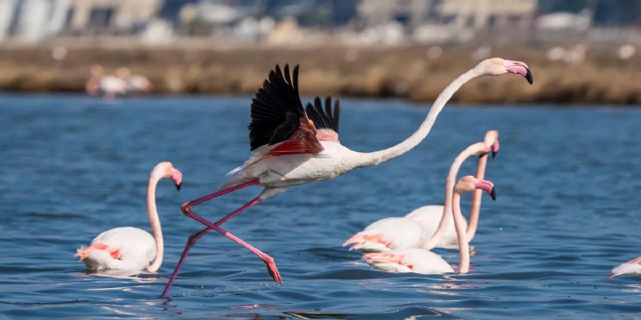 İzmir’de Flamingo Yolu turları bayramda da devam ediyor