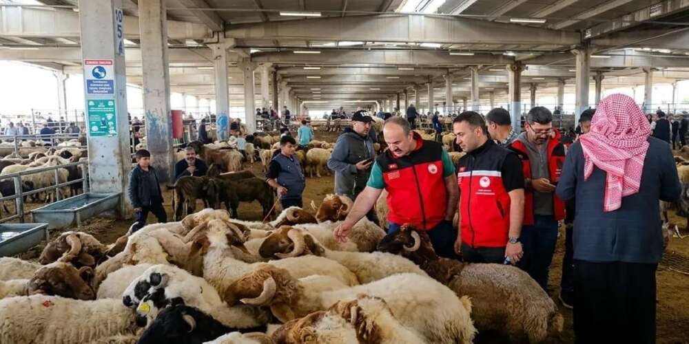 Kurban denetimleri 81 ilde sıkılaştırıldı