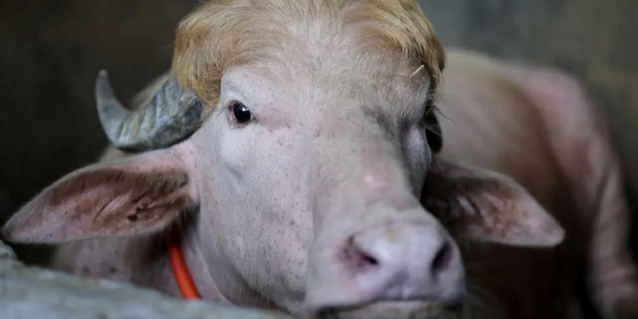 Albino 'Trump' manda kesilmekten kurtuldu