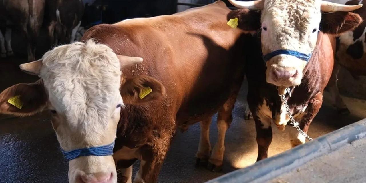 Satılamayan kurbanlıkların adresi belli oldu