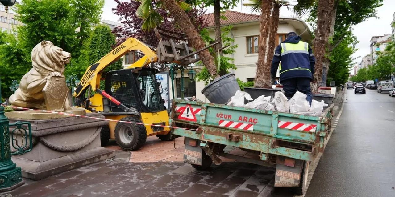 Eskişehir'de Köprübaşı palmiyeleri sahaya çıktı