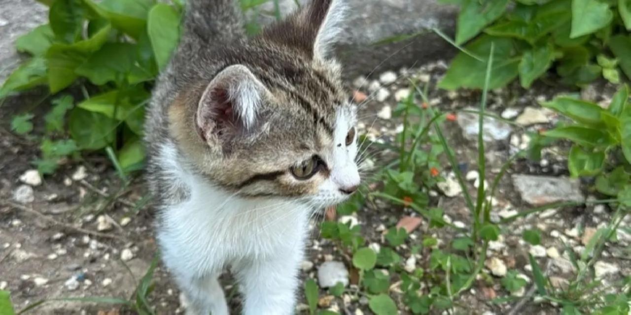 Mersin itfaiyesi minik kediyi kurtardı