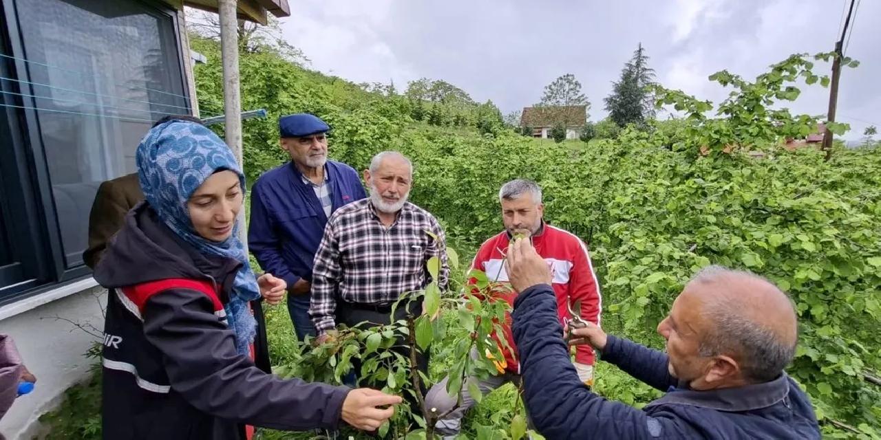 Büyükşehirin aşı 'Ordu'su büyüyor