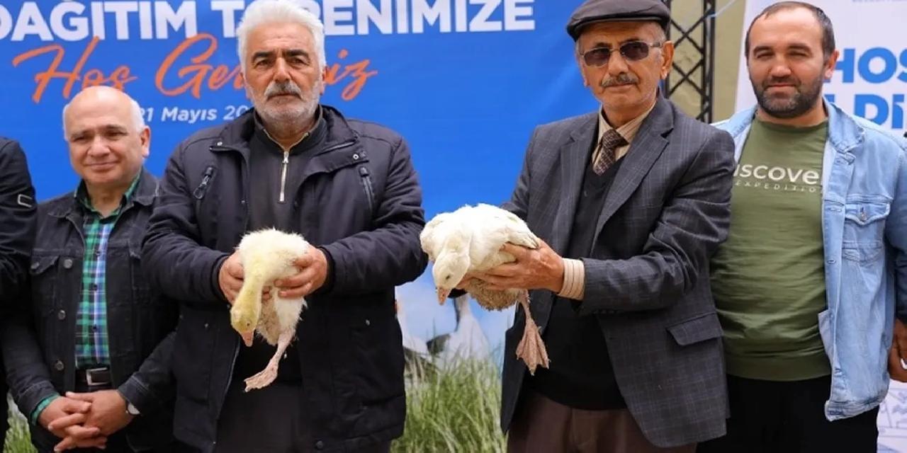 Samsun Büyükşehir'den üreticiye kaz desteği