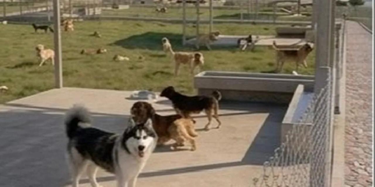 İzmir Büyükşehir’den Dikili’ye tam teşekküllü sokak hayvanları kampüsü