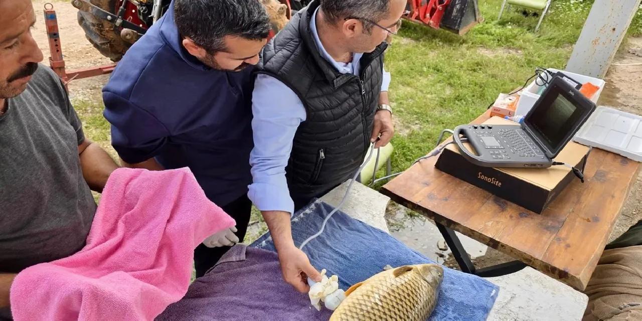 Milyonlarca yavru balık doğal sularla buluşuyor