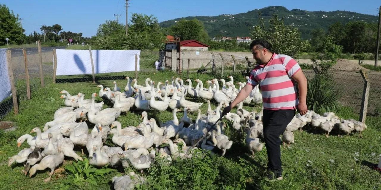 Ordu’da kaz yetiştiriciliği büyüyor