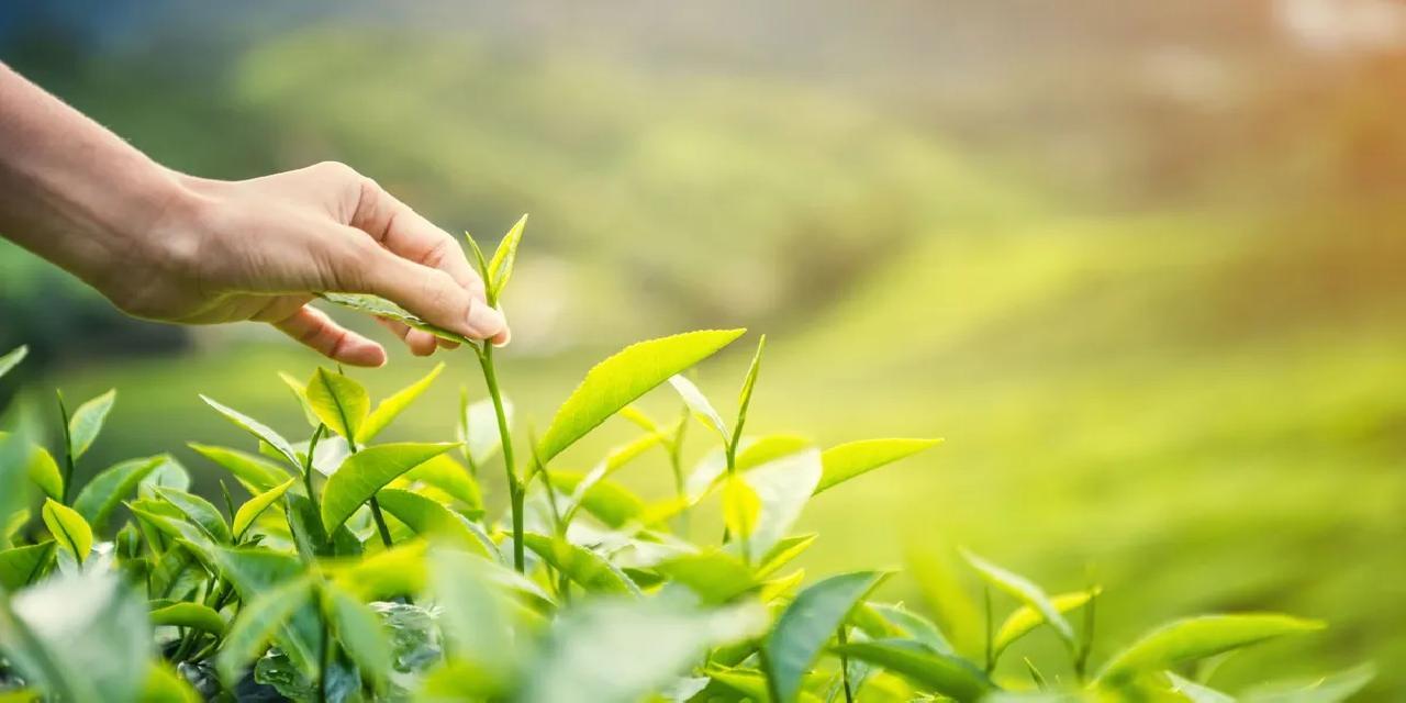 Karadeniz'de yeni sezonun ilk hasadı