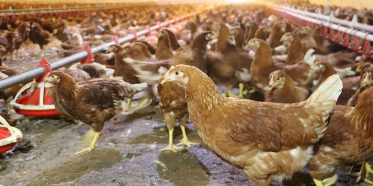 Tavuk yumurtasında rekor artış