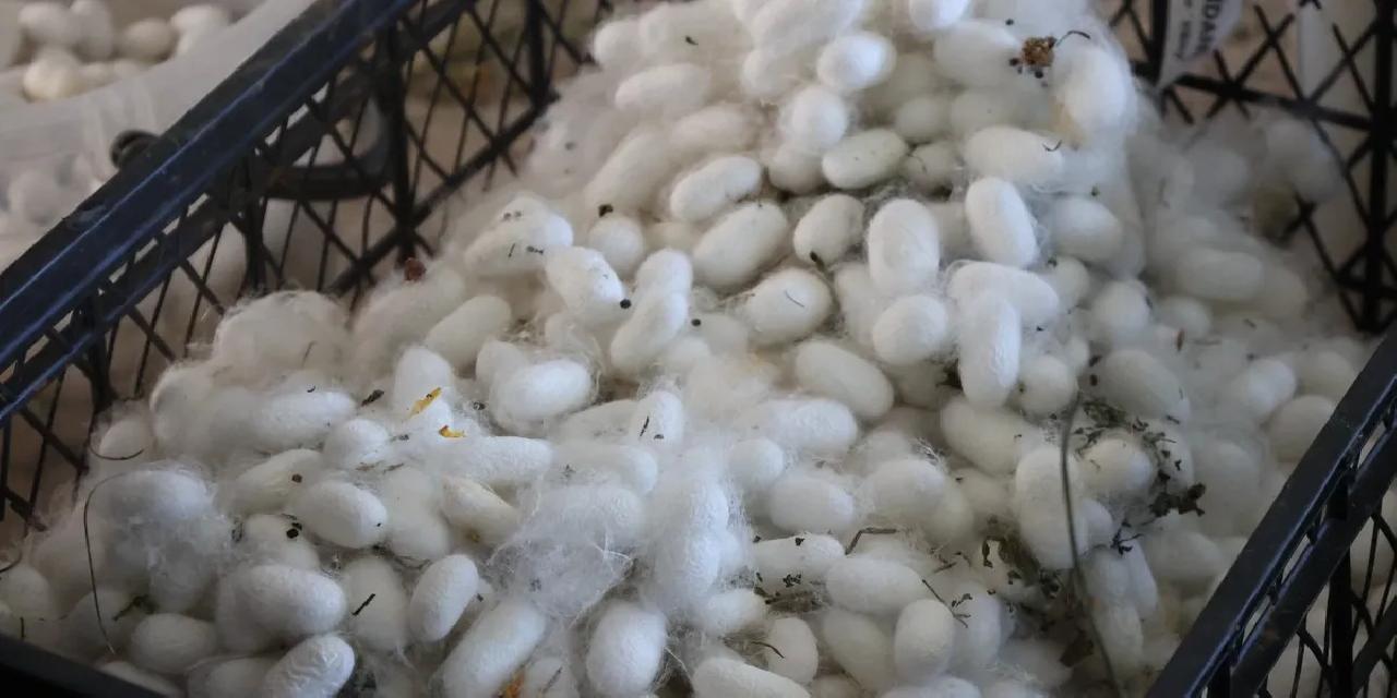 Muğla'da kozalar berekete dönüştü