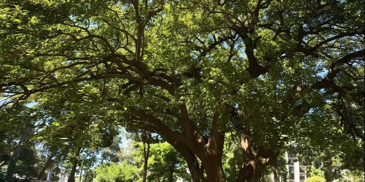 İzmir'de Kültürpark’ın köklerine yolculuk