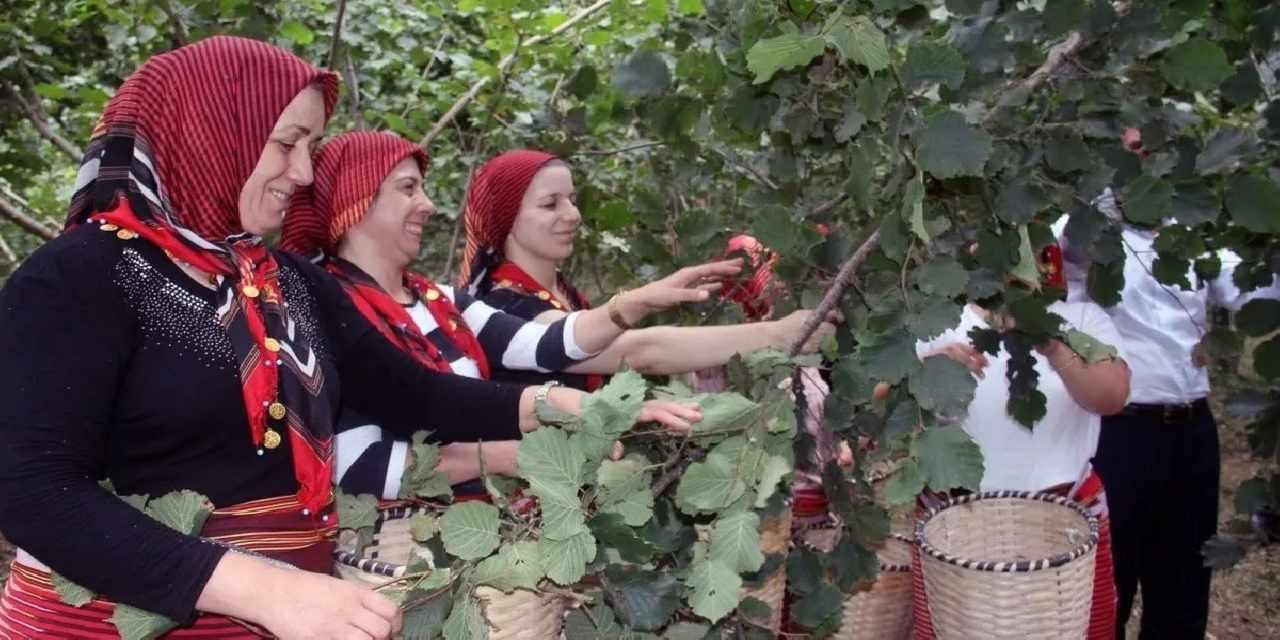 Ordu’da fındık hasadında işçi sorununa çözüm