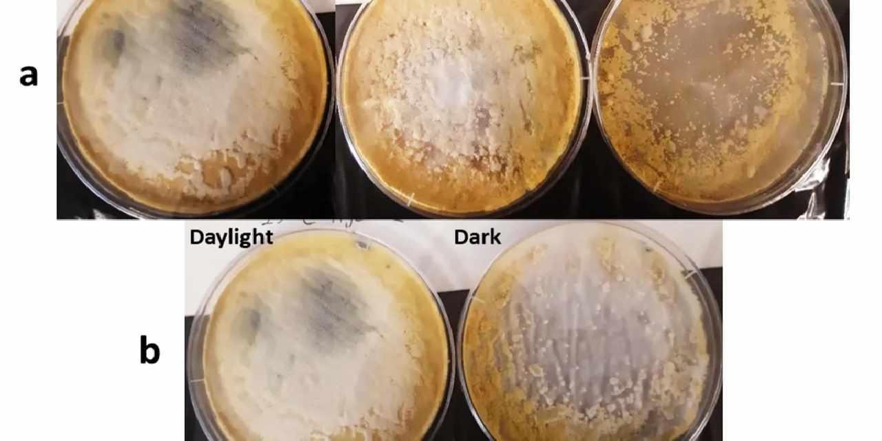 Gebze Teknik'ten plastik kirliliğine çözüm