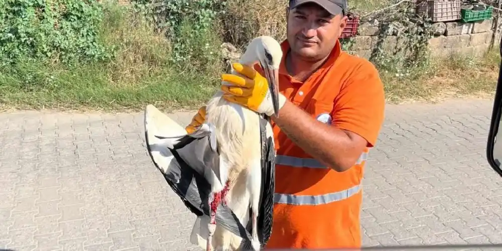 Muğla Milas'ta yaralı leyleğin imdadına yetişti