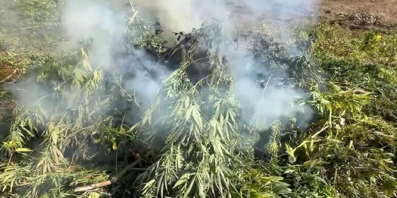 18 ilde uyuşturucuya 80 gözaltı... 1 milyonun üzerinde kenevir ve skunk bitkisine imha