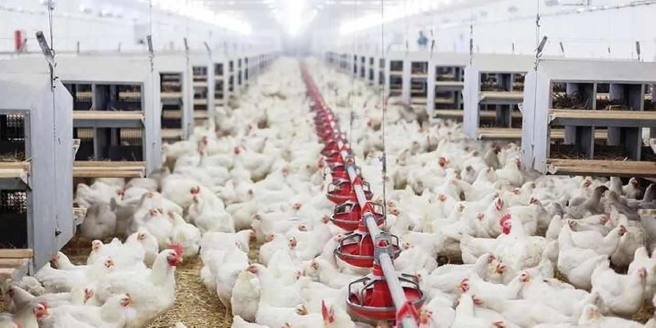 Tavuk eti üretimi 202 bin ton oldu, yumurta üretimi arttı