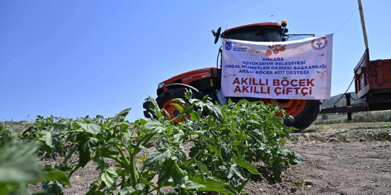 Ankara'da domates güvesine karşı “Akıllı Böcek” projesi
