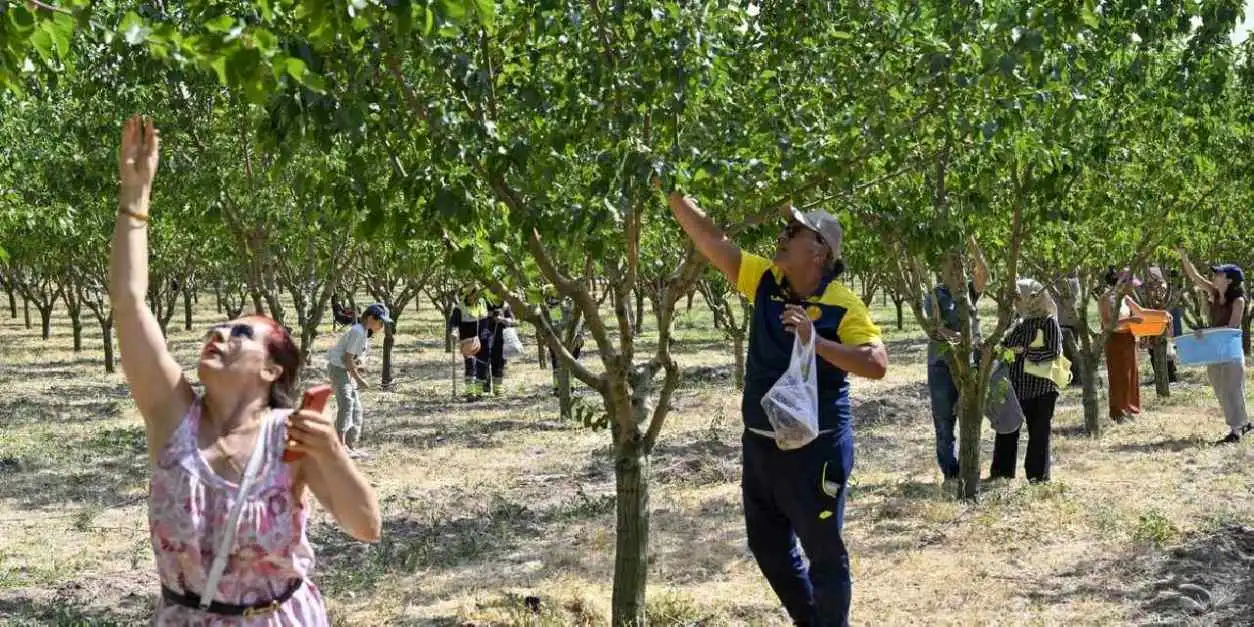 Başkentliler ATA Çiftliği’nde hasat coşkusunu yaşadı
