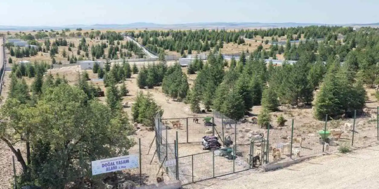 Eskişehir Büyükşehir’den sahipsiz hayvanlara yeni proje